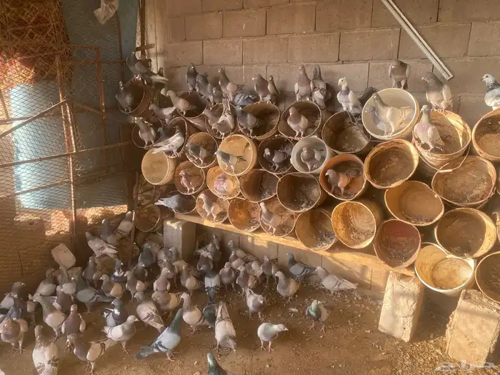 للبيع حمام سلفر جامبو 2