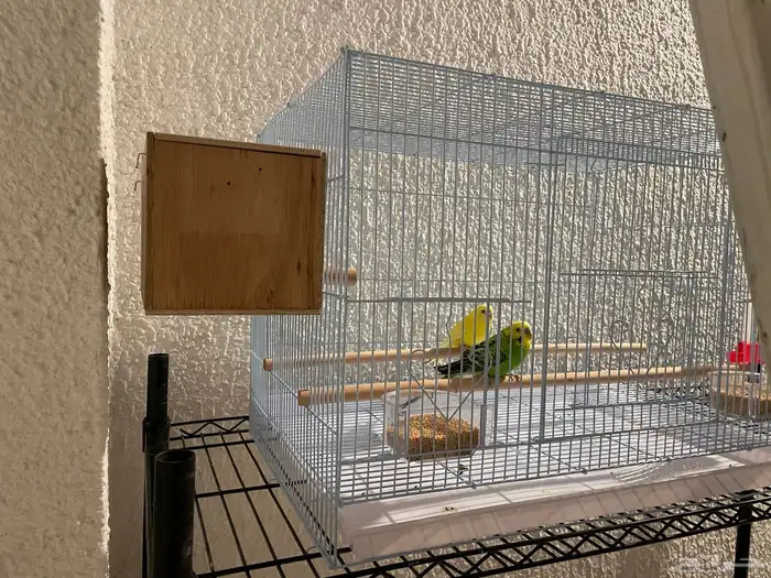 طيور بادجي وملحقاتها للبيع 2