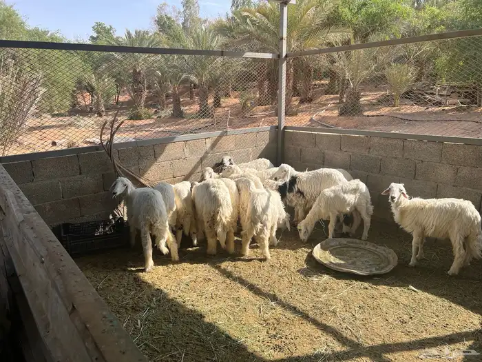 حريات طليان و رخل للبسع 0