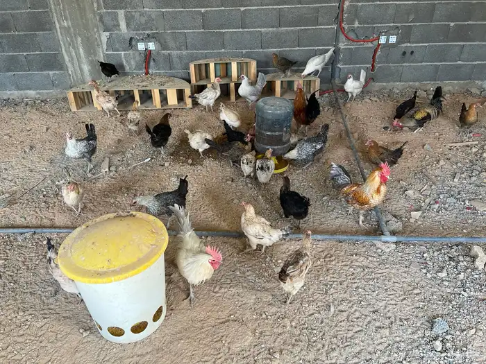 دجاج بلدي لبيع 1