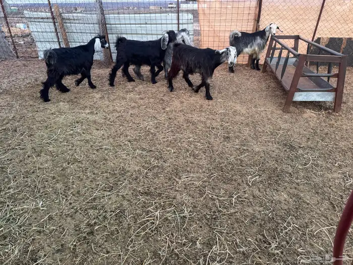 تيوس وجفار ذبايح 0