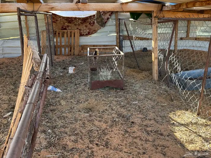 شبوك غنم ومضلات ومعلف وحنفيه 1000 19