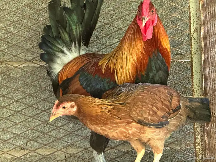 ديك ود اجه بلدي اصيل 1