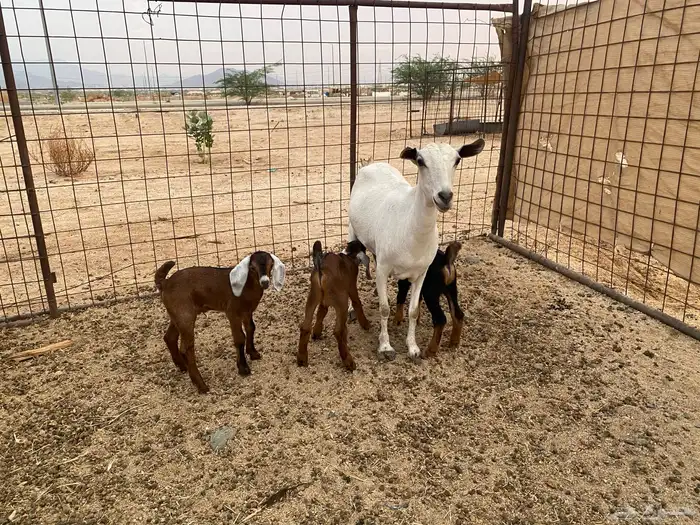 عنز بيشيه تحته 3 14