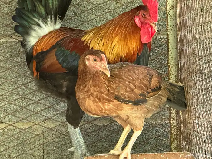 ديك ود اجه بلدي اصيل 4