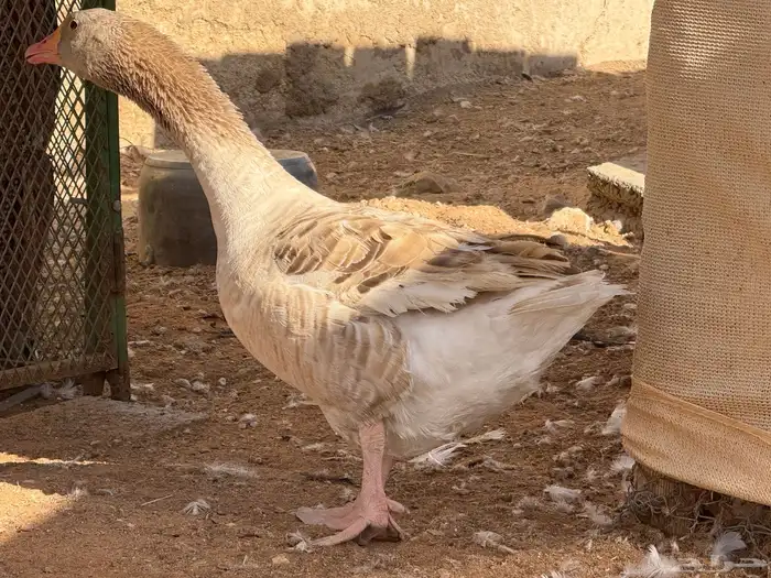 مطلوب اناثي وز بلدي نفس اللي بالصور 0