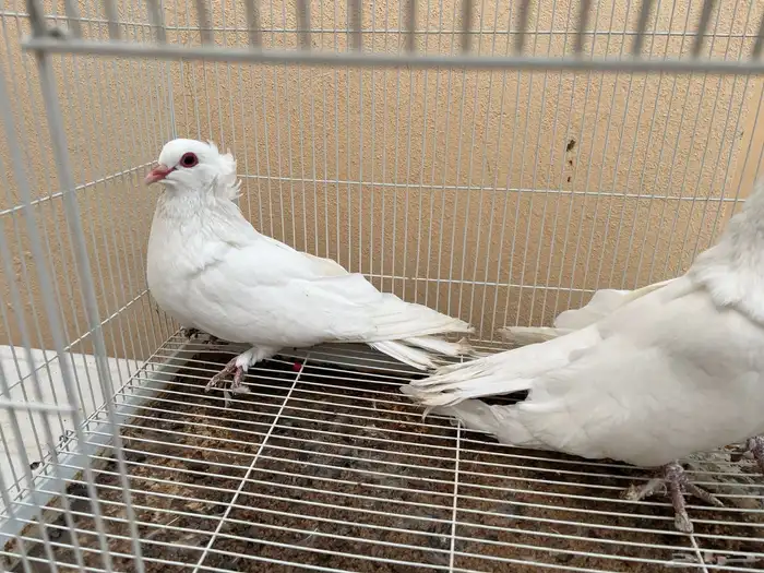 حمام مصري مالطي 4