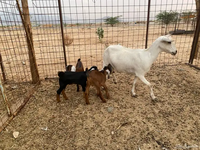 عنز بيشيه تحته 3 12