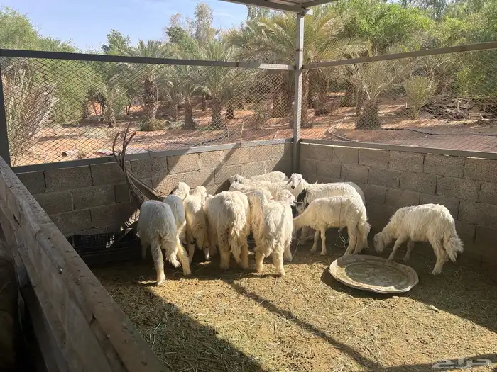 حريات طليان و رخل للبسع 3