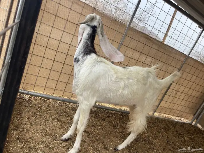 جفار للبيع 5