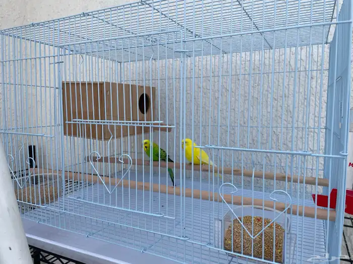 طيور بادجي وملحقاتها للبيع 3