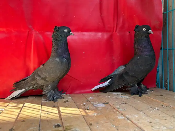 جوز حمام تركي اسود 0