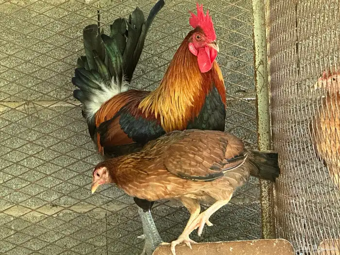 ديك ود اجه بلدي اصيل 0