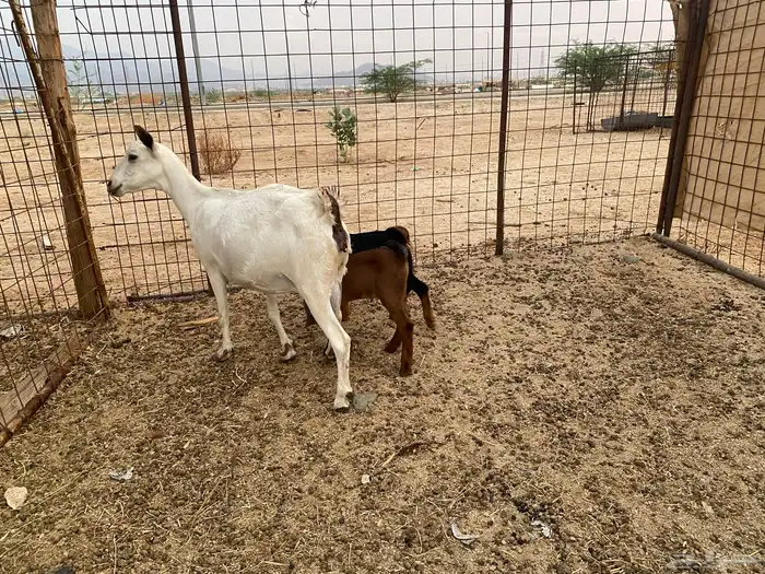 عنز بيشيه تحته 3 3