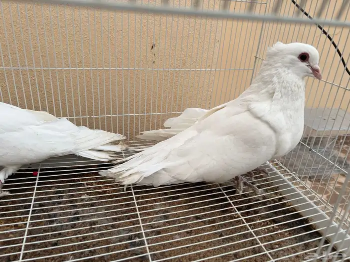 حمام مصري مالطي 5