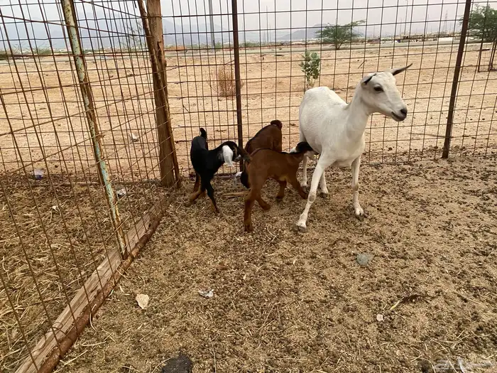 عنز بيشيه تحته 3 0