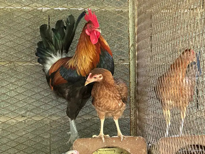 ديك ود اجه بلدي اصيل 8