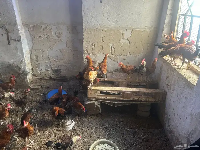 ديكه بلدي العدد 40 0