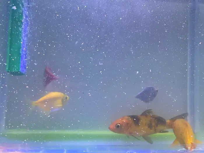 حوض سمك مع مضخه اكسجين زينه مع سمك أربع حبات 4