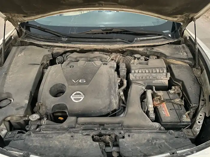 مكسيما سكر في مويه للبيع 12