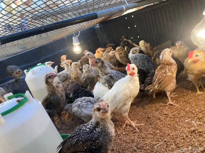 صيصان دجاج عمر شهرين 1