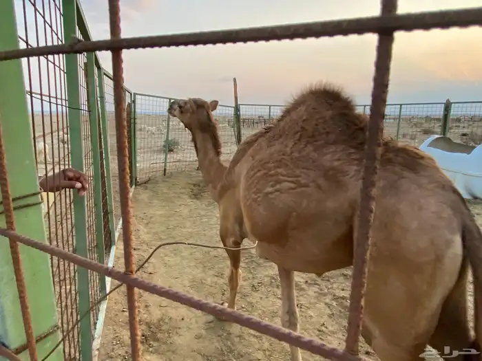 بكرة نوع فاخر للمقنوي شعر و حجم 1