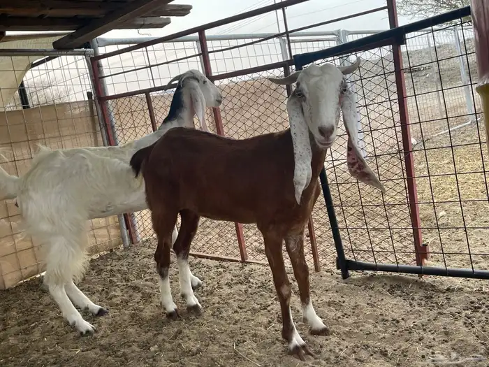 جفار للبيع 0