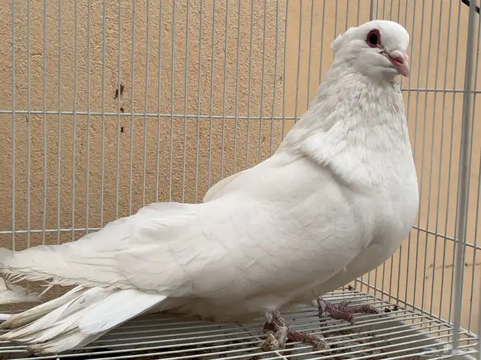 حمام مصري مالطي 1