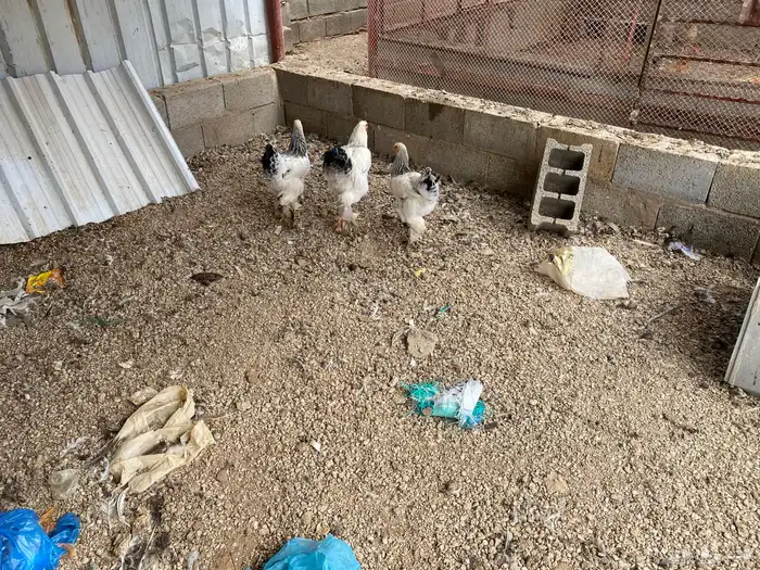 دجاج براهما 1