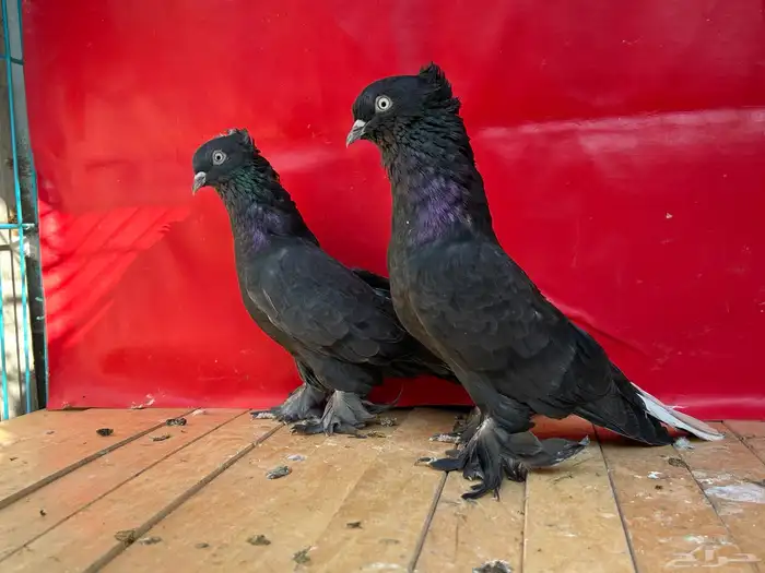 جوز حمام تركي اسود 2