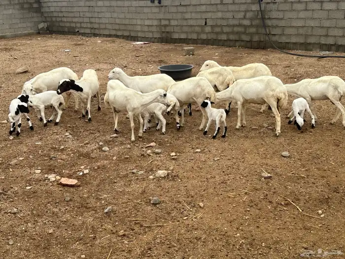 ضان رفد مواليد جذعات وثنيات 3