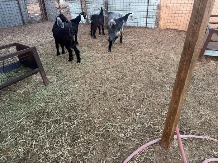 تيوس وجفار ذبايح 1