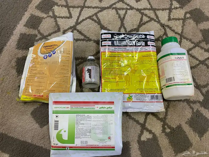 صوص دجاج عمره 20 يوم العدد 113 جوز العدد الكلي226حبه 7