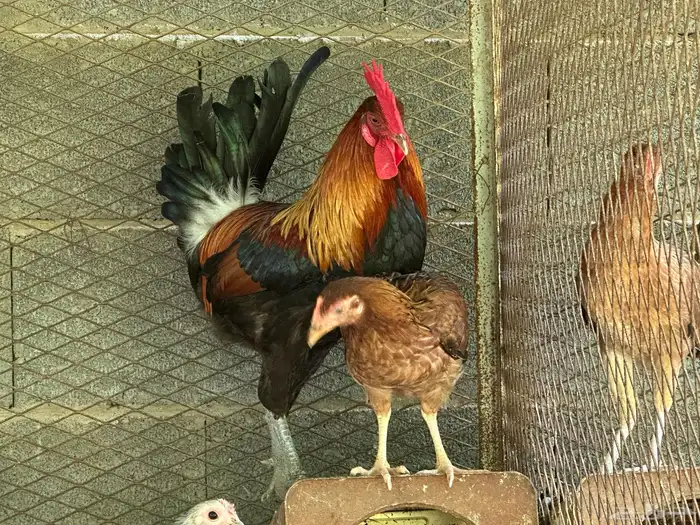 ديك ود اجه بلدي اصيل 6