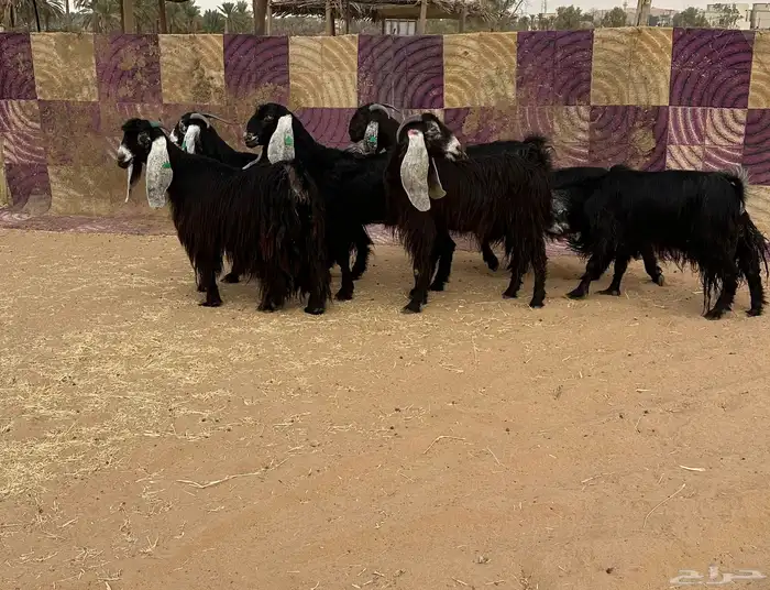 معزاء عوراض منوت القناي ونجديه والد طيبه 2