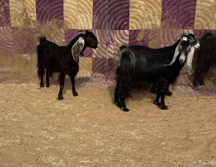 معزاء عوراض منوت القناي ونجديه والد طيبه 1