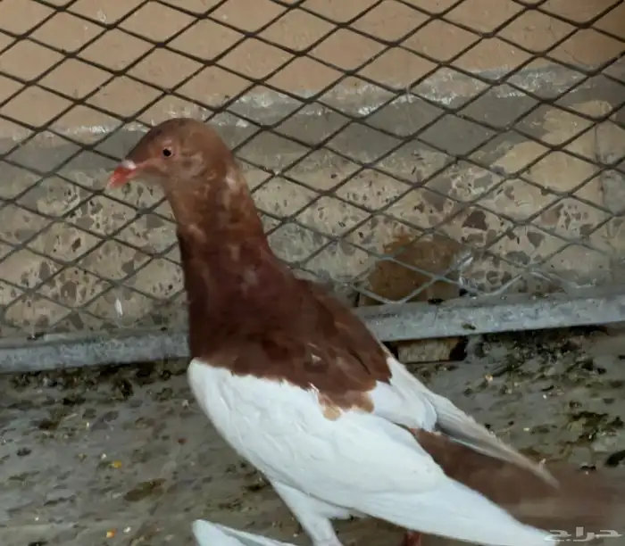 حمام يهودي 2