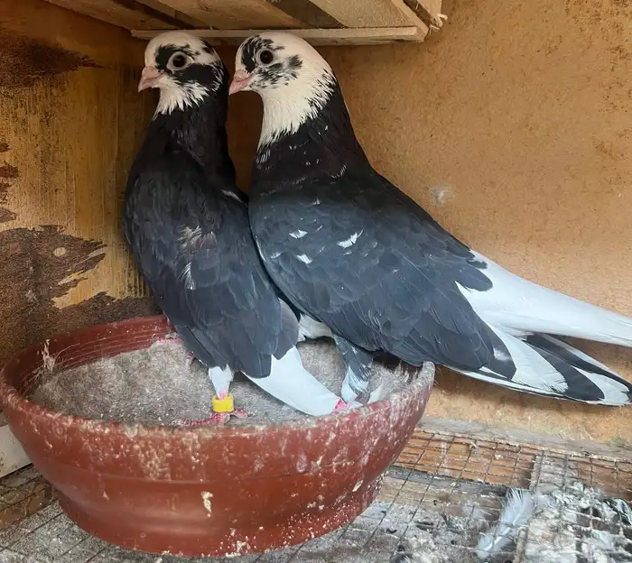 جوز قنادي قلابي 0