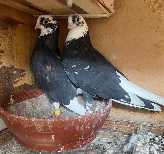 جوز قنادي قلابي 1