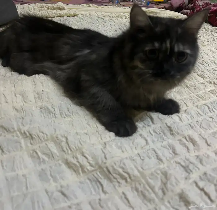 بسه شيرازيه تايقر انثي 7