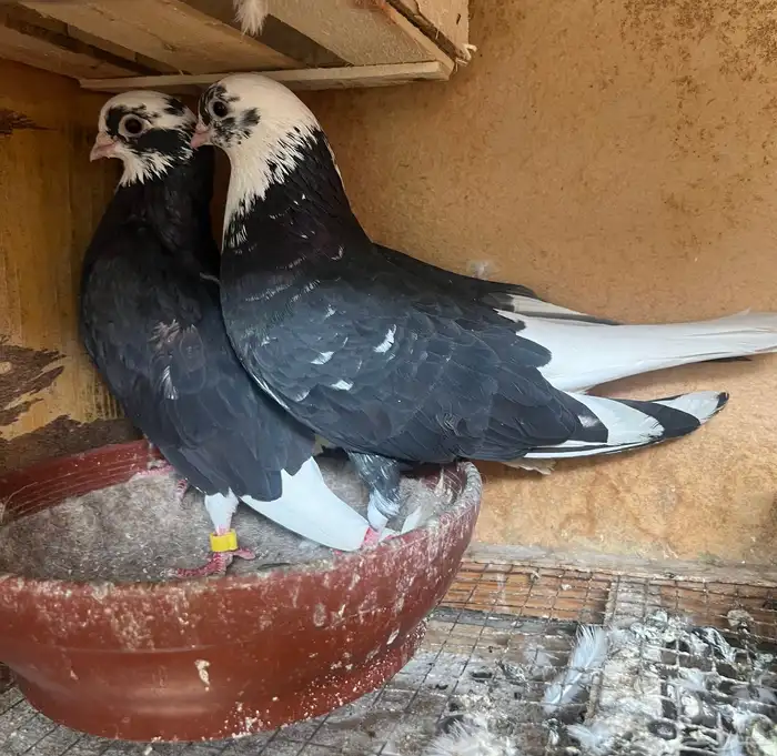 جوز قنادي قلابي 2