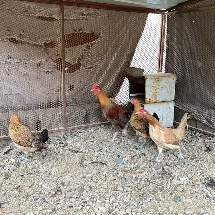 سلام اعرض لكم أربع طقوم دجاج عربي 6