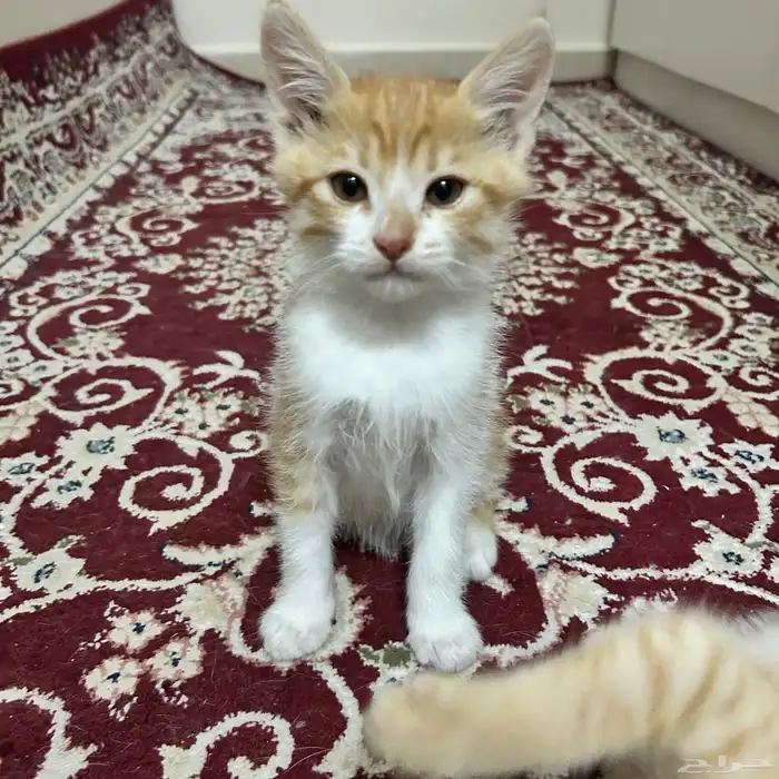 قطط للتبني 0