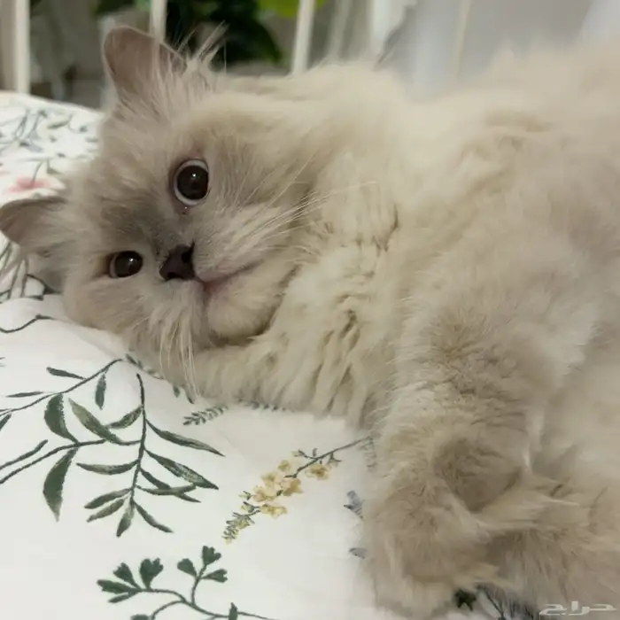 قط هملايا ذكر معقم عمره (5 سنوات ) للتبني 0