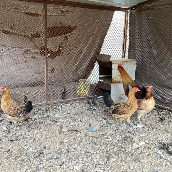 سلام اعرض لكم أربع طقوم دجاج عربي 2