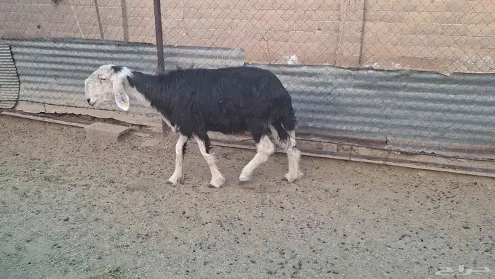 سدس نجديه دااافع لاهل الزين 0