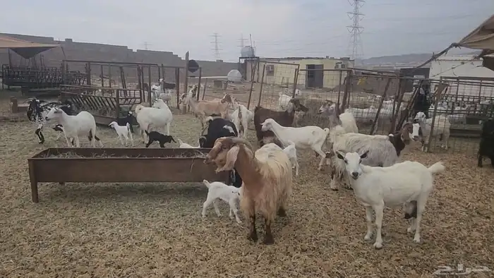 معزا مشروكات طيبات للقناي 19 معها 28 19