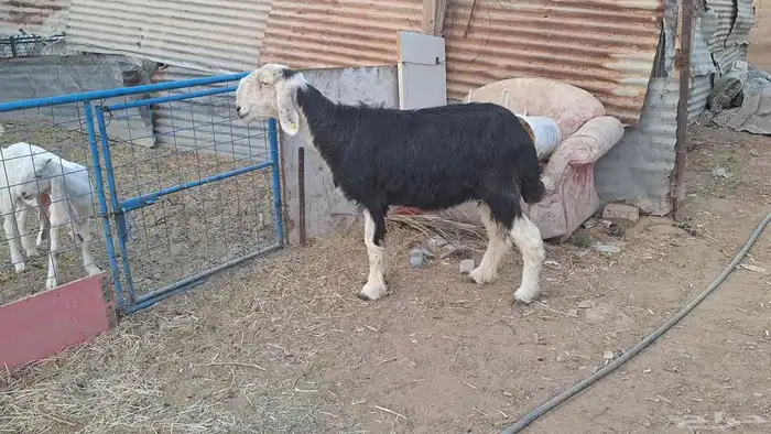 سدس نجديه دااافع لاهل الزين 2