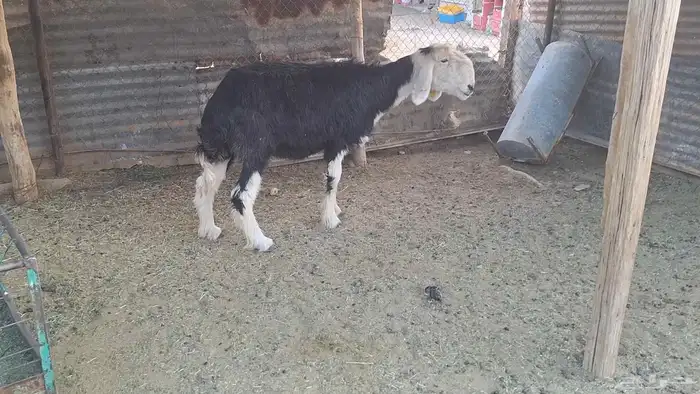 سدس نجديه دااافع لاهل الزين 1