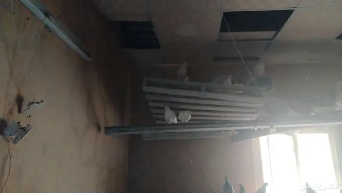 حمام فرنسي للبيع حدود 50 زوج 0